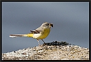 Grote Gele Kwikstaart, Grey Wagtail, Motacilla cinerea Location: Twente, the Netherlands grote gele kwikstaart MG 8582-2 kopie